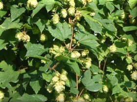 Our Local Hops
